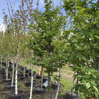 Noles Nursery - Trees - Nurseries & Gardening Near Me - Kamas, Utah Noles Nursery - Trees - Nurseries & Gardening Near Me - Kamas, Utah