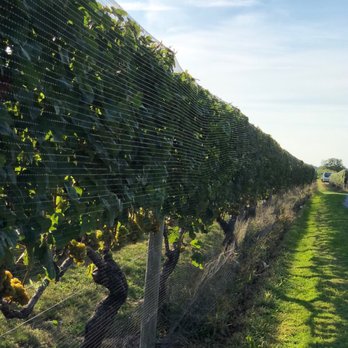 Hamptons Wine tours - Vines for miles - Wine Tours Near Me - Riverhead, New York Hamptons Wine tours - Vines for miles - Wine Tours Near Me - Riverhead, New York
