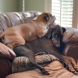 Quail Meadow Animal Hospital - Tilly and Simon