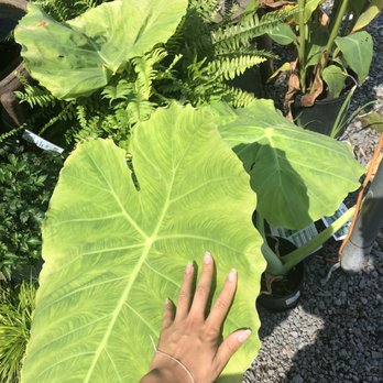 Meadows Farms Nurseries - Annandale - Nurseries & Gardening Near Me - Annandale, Virginia