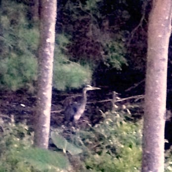 Pawtuckaway State Park - Heron next to the bridge. - Parks Near Me - Nottingham, New Hampshire