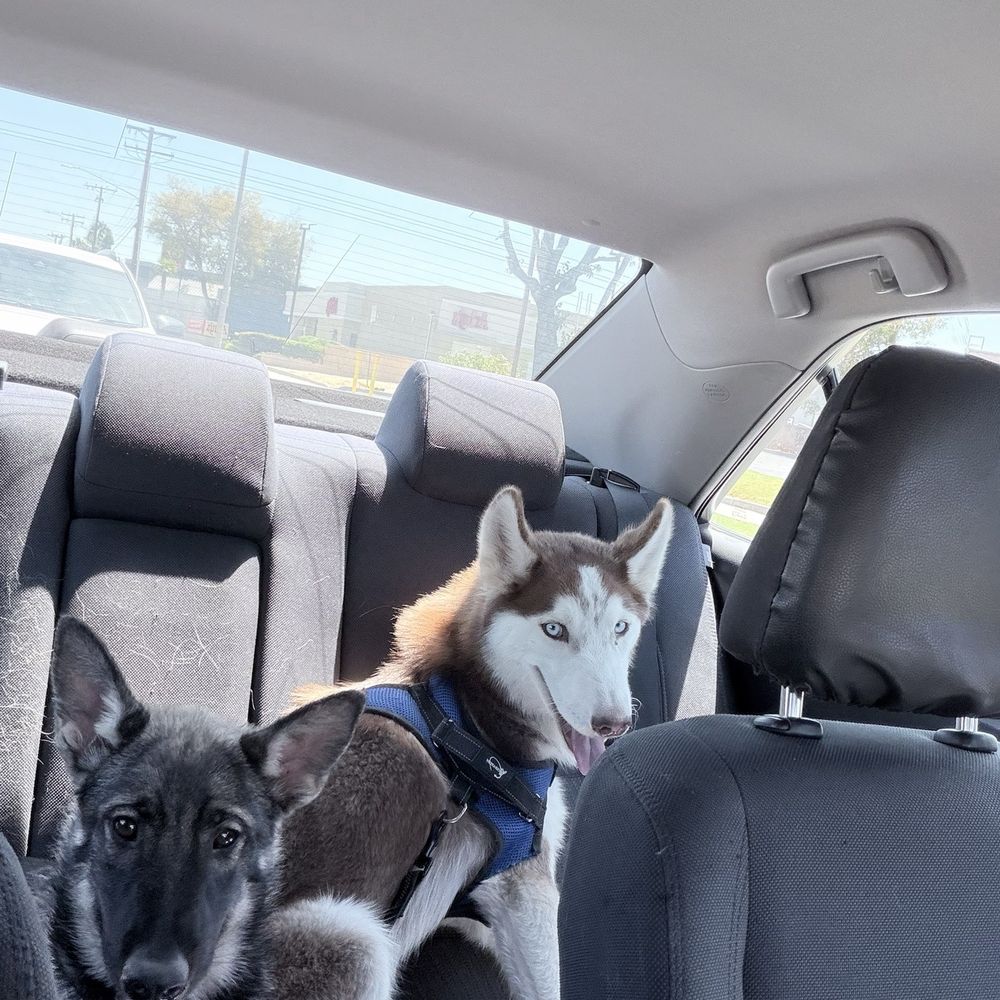 Riverside Animal Hospital - On our way - Veterinarians Near Me - Riverside, California