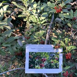 A & F Growers - Toyon