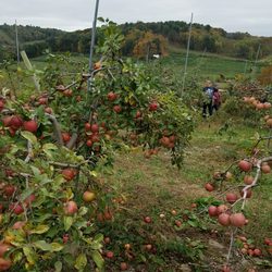 Brace Orchard - Apples!