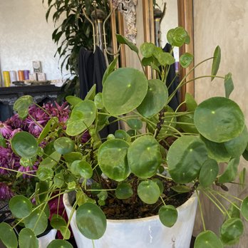 FeelLove Coffee - I liked this plant - Coffee & Tea Near Me - St. George, Utah FeelLove Coffee - I liked this plant - Coffee & Tea Near Me - St. George, Utah