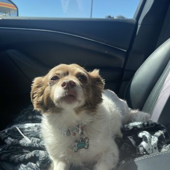 Nevada Pet Hospice - Veterinarians Near Me - Las Vegas, Nevada Nevada Pet Hospice - Veterinarians Near Me - Las Vegas, Nevada