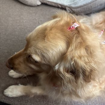 K9 Karousel - Ginger with an adorable bow in her hair! - Pet Groomers Near Me - Anaheim, California K9 Karousel - Ginger with an adorable bow in her hair! - Pet Groomers Near Me - Anaheim, California