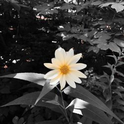 Nerstrand Big Woods State Park - Dahlia