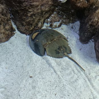 Jenkinson's Aquarium - Horseshoe crab - Aquariums Near Me - Point Pleasant Beach, New Jersey Jenkinson's Aquarium - Horseshoe crab - Aquariums Near Me - Point Pleasant Beach, New Jersey