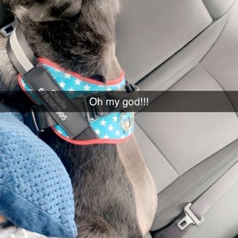 PetSmart - Pet Training Near Me - McDonough, Georgia PetSmart - Pet Training Near Me - McDonough, Georgia