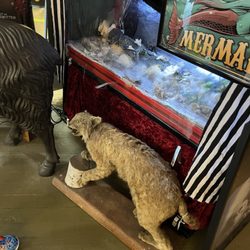 The Secret Chamber House of Oddities and Artwork