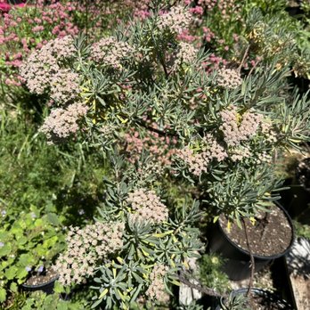 Wild At Heart Nursery - Eriogonum arborescens, Santa Cruz Island buckwheat - Nurseries & Gardening Near Me - Leggett, California Wild At Heart Nursery - Eriogonum arborescens, Santa Cruz Island buckwheat - Nurseries & Gardening Near Me - Leggett, California
