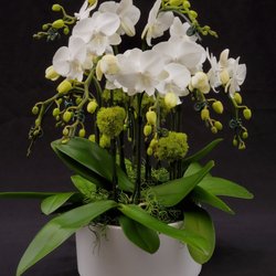 Zuma Orchids - White with Big Lip Miniature