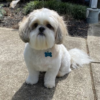The Dog Park - Patiently waiting to go home - Pet Stores Near Me - Alexandria, Virginia