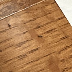 Custom Termite & Pest Control - Ants