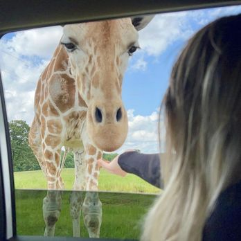 Safari Wild Animal Park - Giraffe - Parks Near Me - Como, Mississippi Safari Wild Animal Park - Giraffe - Parks Near Me - Como, Mississippi