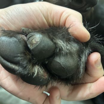 Mutty Paws - Torn paw pads - Pet Groomers Near Me - Watkinsville, Georgia Mutty Paws - Torn paw pads - Pet Groomers Near Me - Watkinsville, Georgia