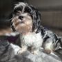 Photo of Zoom Room Dog Training