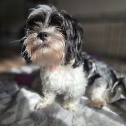 Zoom Room Dog Training - Loufy 3year yorkie poodle