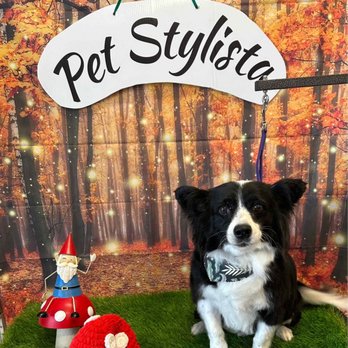 Pet Stylista - my baby - Pet Groomers Near Me - Sacramento, California Pet Stylista - my baby - Pet Groomers Near Me - Sacramento, California