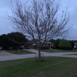 Duncan Brooks Arborist - Dying Chinese Elm Tree