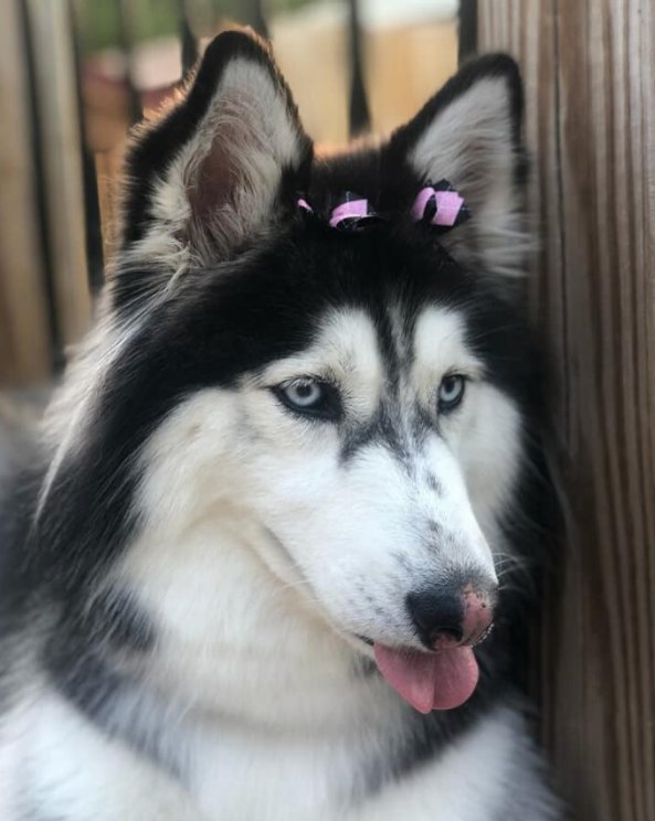 CLINT’S PET GROOMING Updated August 2024 6724 Albunda Dr, Knoxville