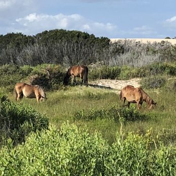 Wild Horse Adventure Tours - Tours Near Me - Corolla, North Carolina Wild Horse Adventure Tours - Tours Near Me - Corolla, North Carolina