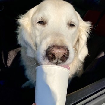 Buggy Town Coffee - Our pup enjoying his Doggiccino (free with purchase!) - Coffee & Tea Near Me - Carthage, North Carolina Buggy Town Coffee - Our pup enjoying his Doggiccino (free with purchase!) - Coffee & Tea Near Me - Carthage, North Carolina