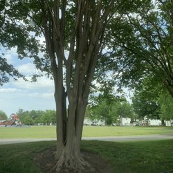 Planters Park - Shaded trees near the track