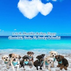 KTA Super Stores - Kailua-Kona - Our fur babies want to say a big Mahalo to the butchers who cut the up th beef heart for them