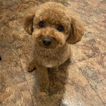 QQ Pets Grooming - Pet Groomers Near Me - New York, New York QQ Pets Grooming - Pet Groomers Near Me - New York, New York