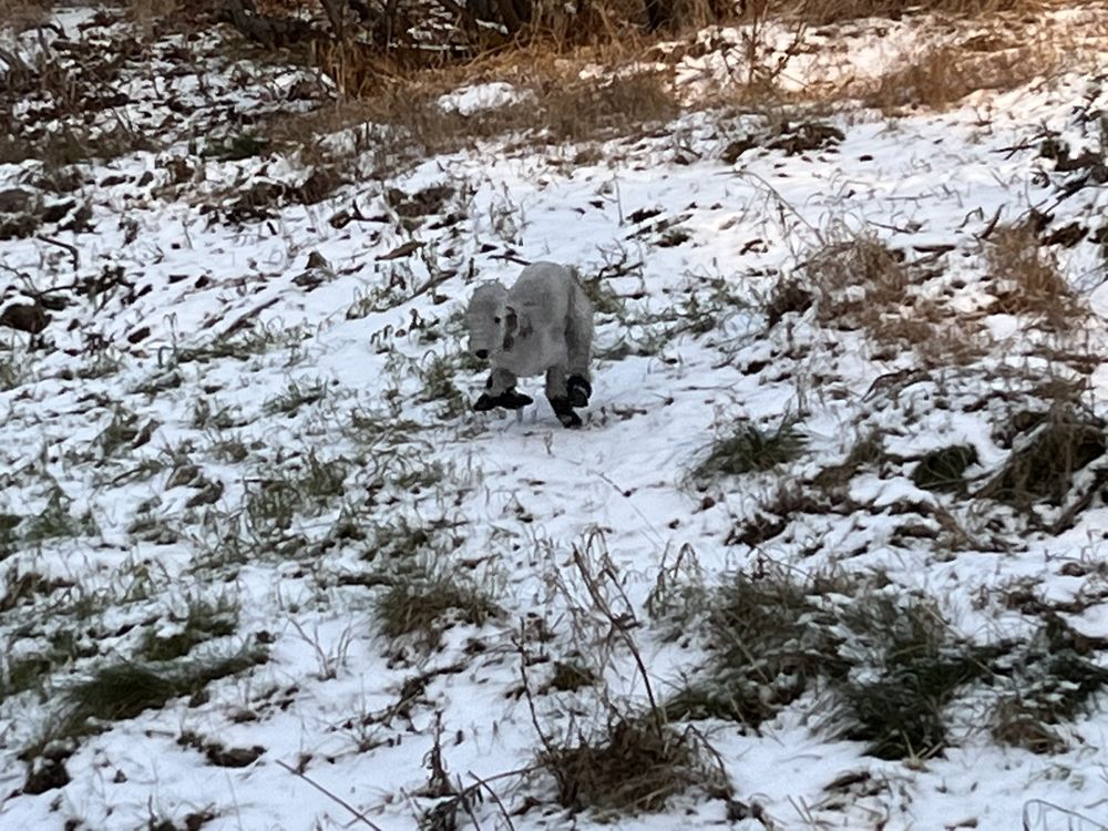 AK BARK Updated August 2024 557 E Fireweed Ln, Anchorage, Alaska