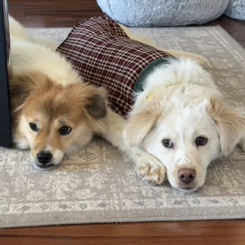 Korean K9 Rescue - Animal Shelters Near Me - Astoria, New York