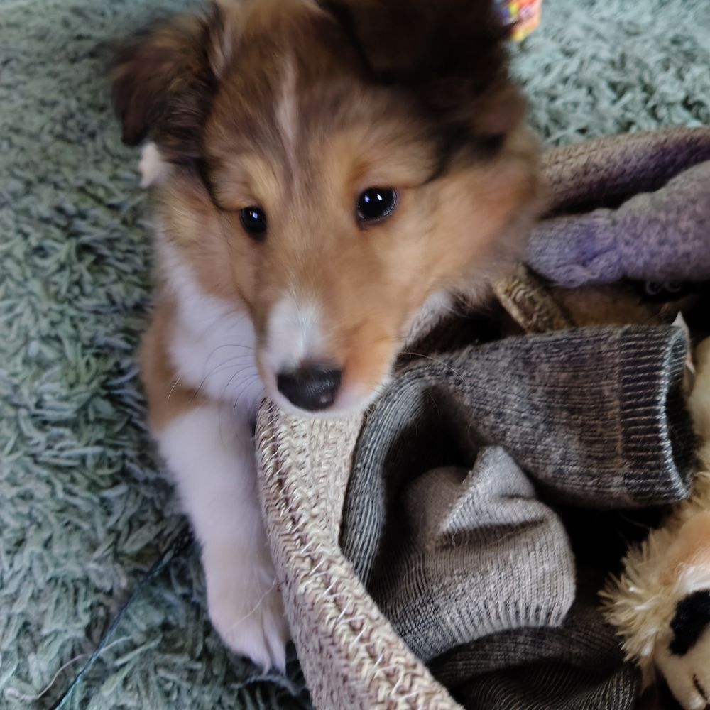 Sheltiesmiles - Our new puppy from Sheltismiles. - Pet Breeders Near Me Sheltiesmiles - Our new puppy from Sheltismiles. - Pet Breeders Near Me