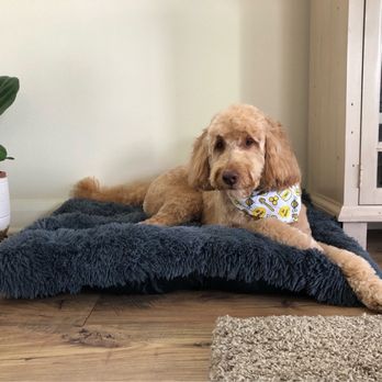 Bark Barber - Pet Groomers Near Me Bark Barber - Pet Groomers Near Me