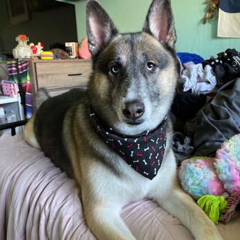 A Dog's Tail - Pet Groomers Near Me - San Jose, California A Dog's Tail - Pet Groomers Near Me - San Jose, California