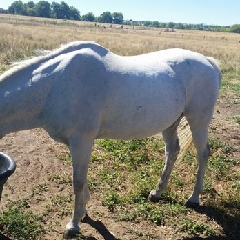 12 Mile Stables - While we were waiting we hung out with some of these beauties. - Horseback Riding Near Me - Aurora, Colorado