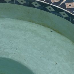 Algae
