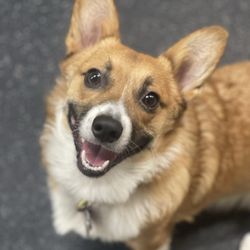 user provided Easy Wag photo