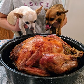 Del Valle Pet Hospital - Our foodies - Miggy & Stella, dreaming of Thanksgiving dinner! - Veterinarians Near Me - Livermore, California