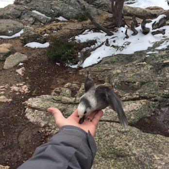 Bear Lake - Friendly wildlife - Hiking Near Me - Estes Park, Colorado Bear Lake - Friendly wildlife - Hiking Near Me - Estes Park, Colorado