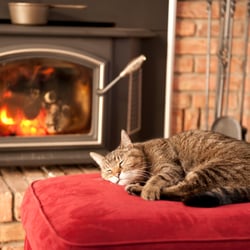 Cleaning With Love - Pet-friendly maid services