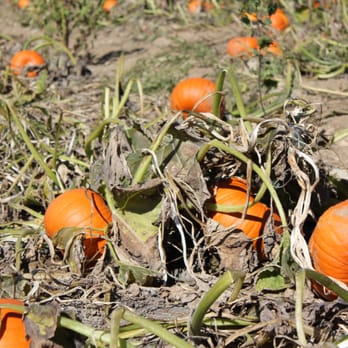 Heaven Hill Farm - Pumpkin patch - Nurseries & Gardening Near Me - Vernon, New Jersey Heaven Hill Farm - Pumpkin patch - Nurseries & Gardening Near Me - Vernon, New Jersey