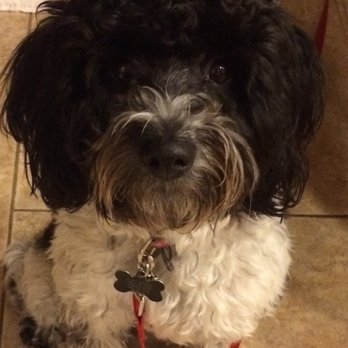 Domino Schnoodles - Sabrina about 2 year - Pet Breeders Near Me Domino Schnoodles - Sabrina about 2 year - Pet Breeders Near Me