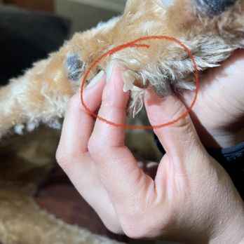 Barkaritaville Pet Resort - Pet Groomers Near Me - Corpus Christi, Texas