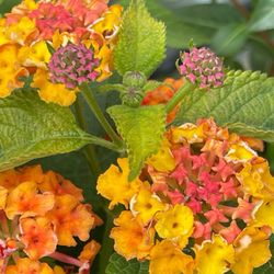 Bel Fiore Greenhouses