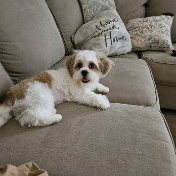 Cut-N-Strut - Lux - Pet Groomers Near Me - Wichita, Kansas Cut-N-Strut - Lux - Pet Groomers Near Me - Wichita, Kansas