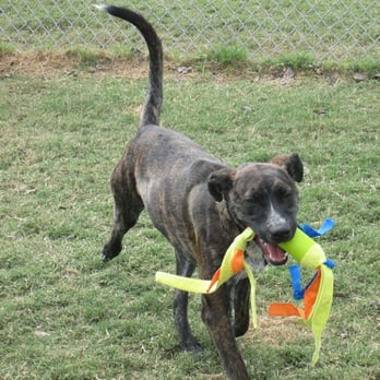 Barking Ranch Pet Resort - Pet Training Near Me - Brenham, Texas