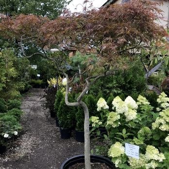 Maple Ridge Nursery & Greenhouse - Specimen trees - Nurseries & Gardening Near Me - Painesville, Ohio Maple Ridge Nursery & Greenhouse - Specimen trees - Nurseries & Gardening Near Me - Painesville, Ohio