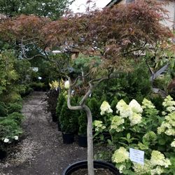 Maple Ridge Nursery & Greenhouse - Specimen trees